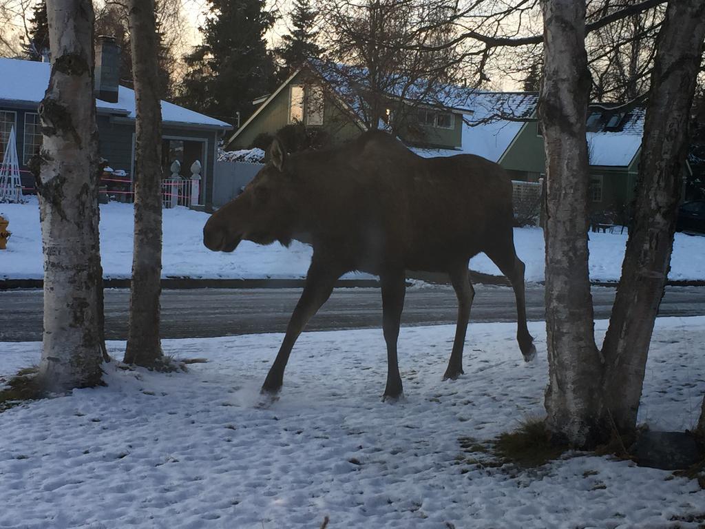 Turnagain Guest House Анкоридж Экстерьер фото